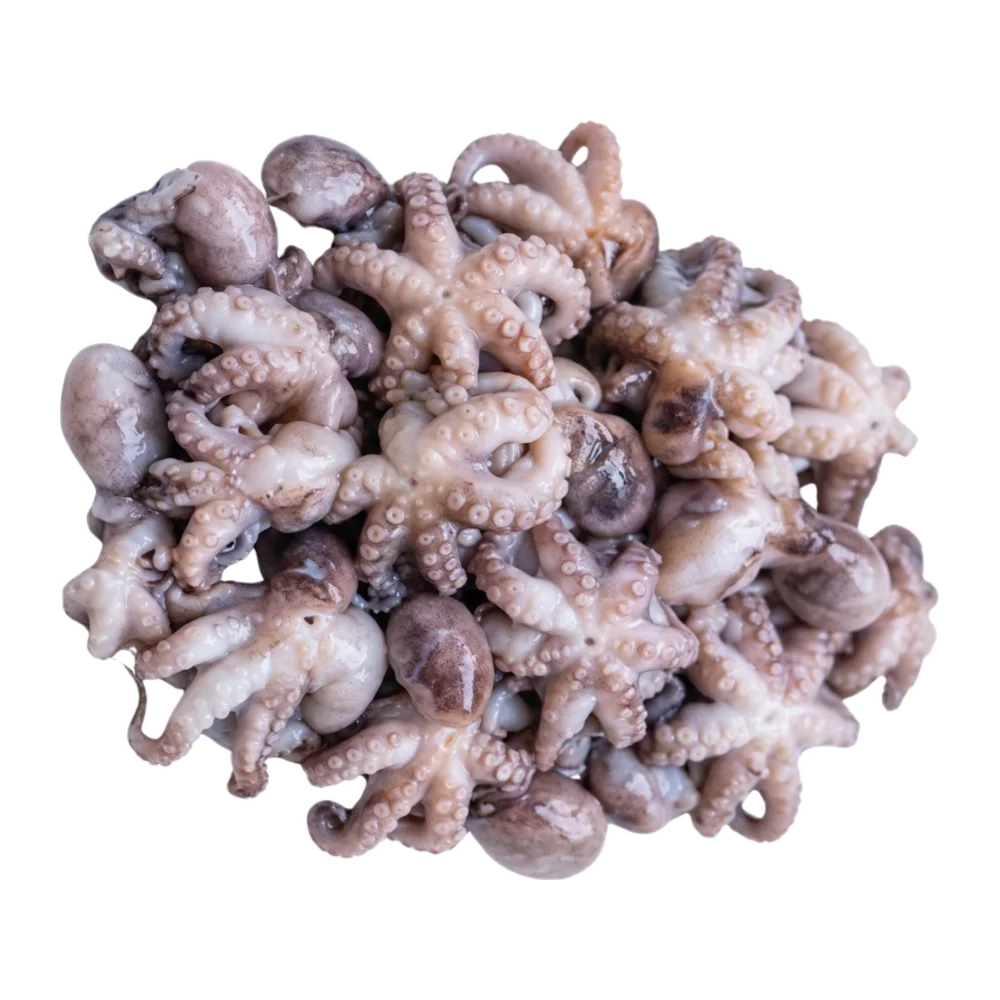 Baby Octopus