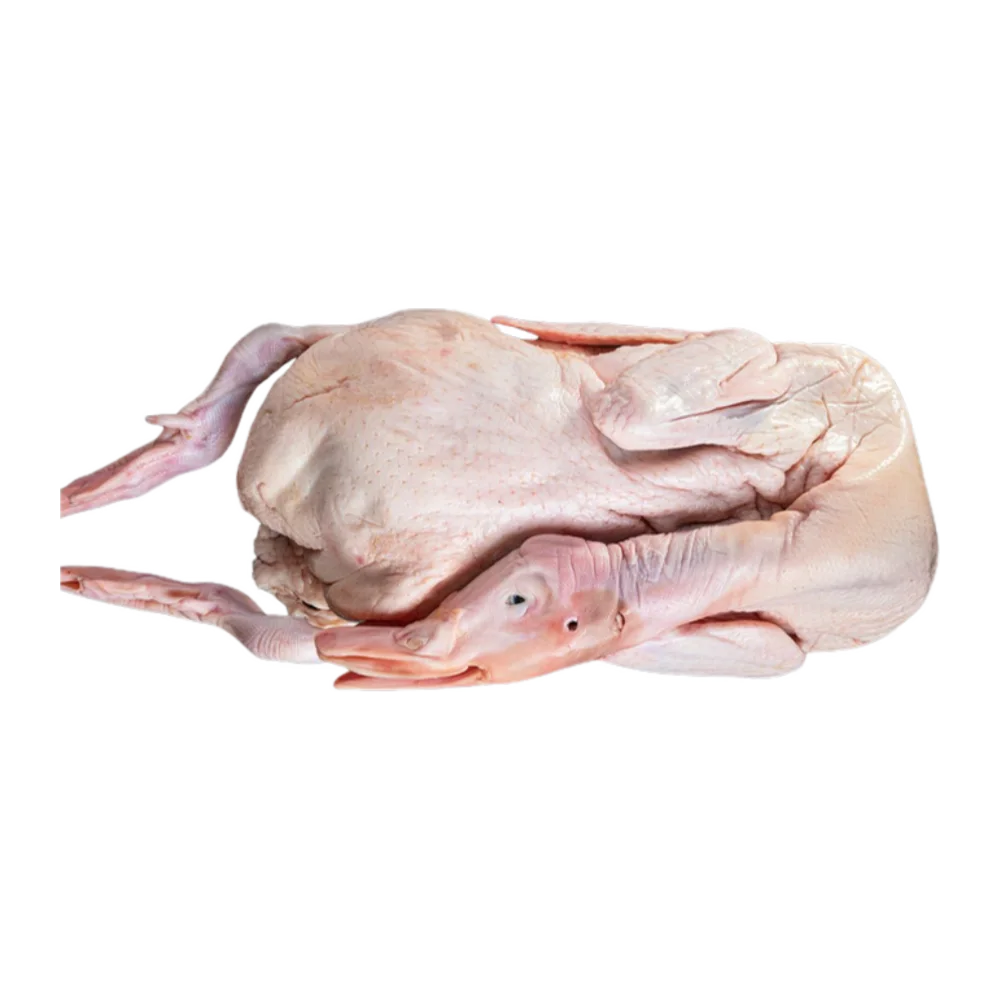 Bebek Polos