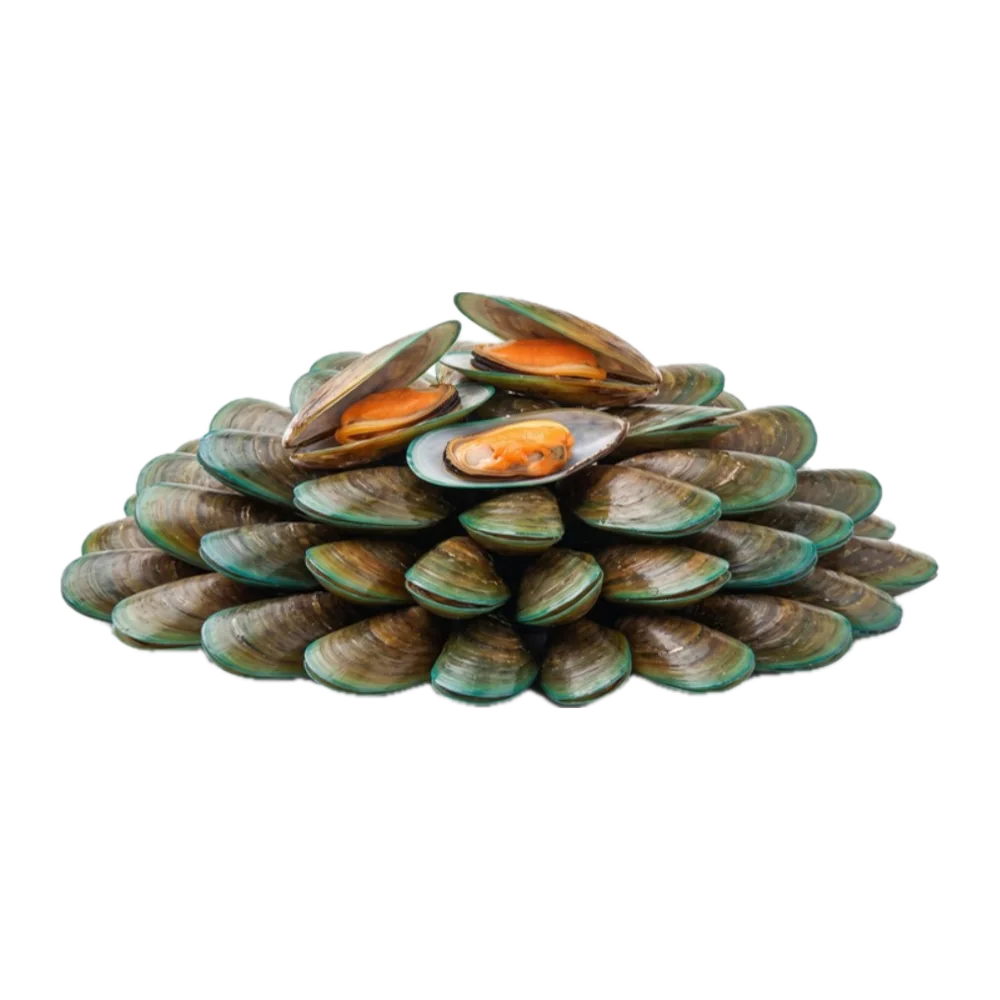 Green Mussel