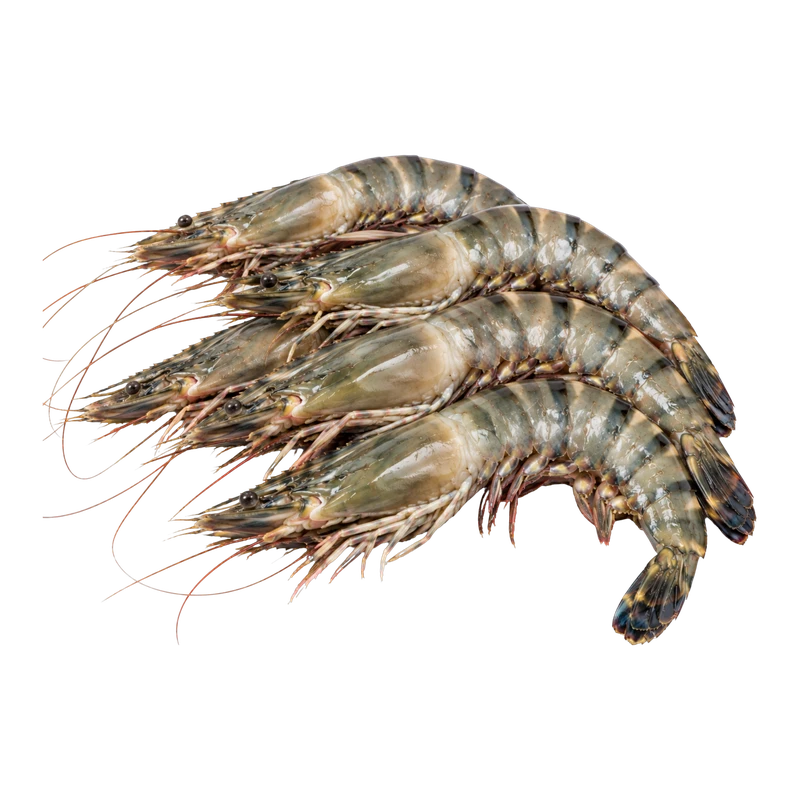 Udang Windu 15