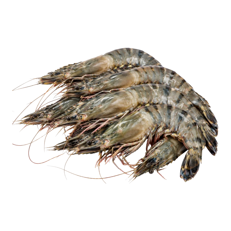 Udang Windu 20